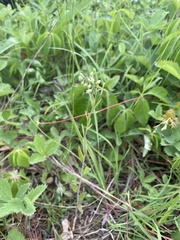 Borodinia canadensis