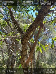 Eucalyptus patens