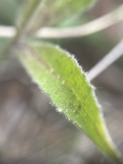 Borodinia canadensis