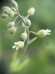 Borodinia canadensis