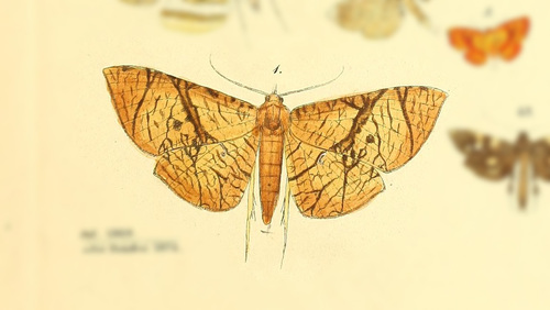 Rhodoneura lunula