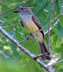 Myiarchus ferox