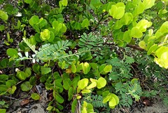 Tephrosia egregia