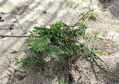 Tephrosia egregia