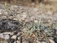 Centaurea parviflora