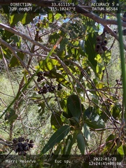 Eucalyptus patens