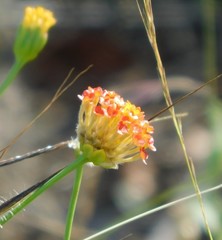 Lasiosiphon rubescens