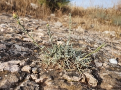 Centaurea parviflora