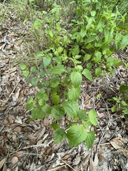 Ageratina jucunda