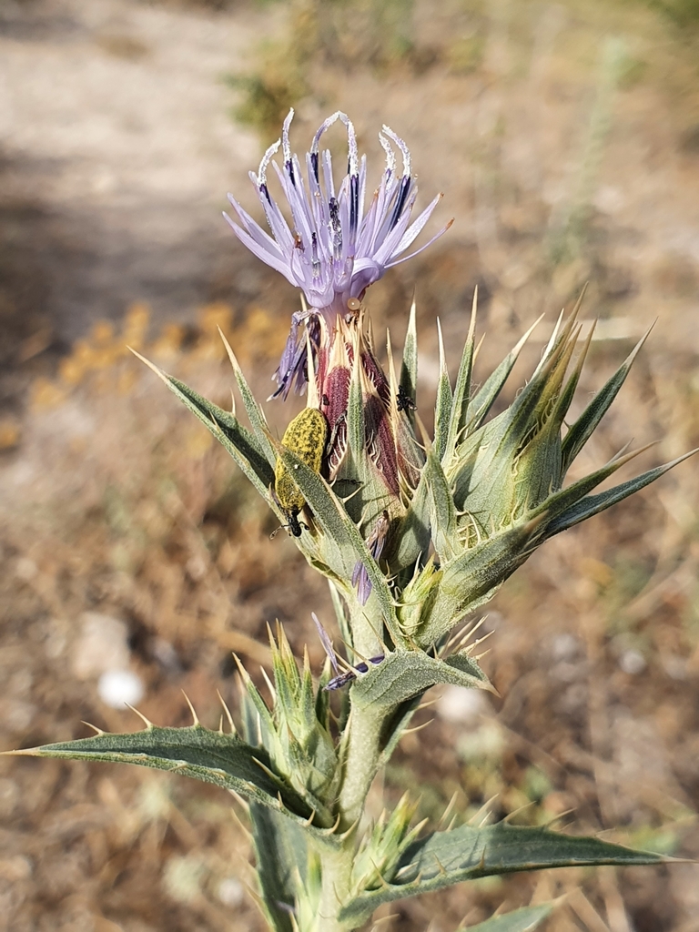 Carthamus pectinatus