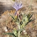 Carthamus pectinatus - Photo (c) Mehdi Chetibi, algunos derechos reservados (CC BY), subido por Mehdi Chetibi