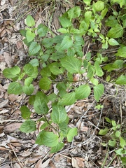 Ageratina jucunda