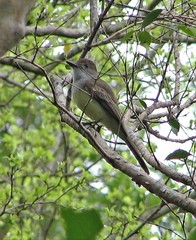 Myiarchus ferox