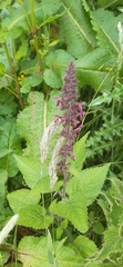 Stachys sylvatica