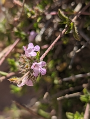 Satureja thymbra