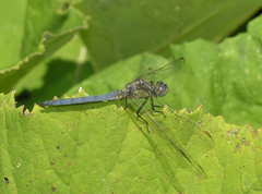 Orthetrum coerulescens anceps