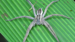 Dolomedes sulfureus