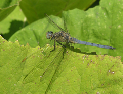 Orthetrum coerulescens anceps