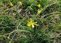 Gagea pratensis