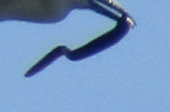 Anguilla rostrata