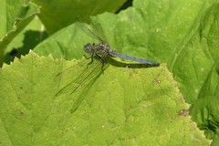 Orthetrum coerulescens anceps