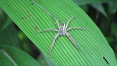 Dolomedes sulfureus