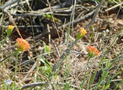 Lasiosiphon rubescens