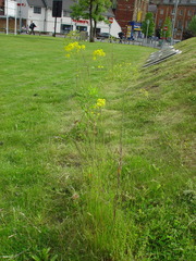 Isatis tinctoria