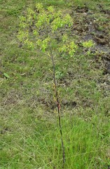 Isatis tinctoria