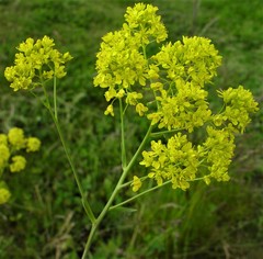 Isatis tinctoria