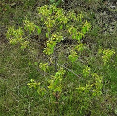 Isatis tinctoria