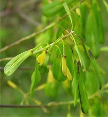 Isatis tinctoria