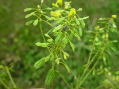 Isatis tinctoria