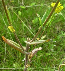 Isatis tinctoria