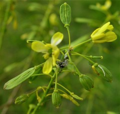 Isatis tinctoria