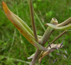 Isatis tinctoria