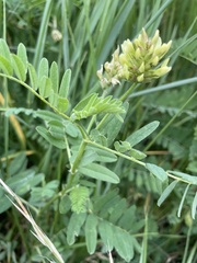 Astragalus cicer