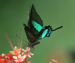 Papilio palinurus