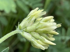 Astragalus cicer