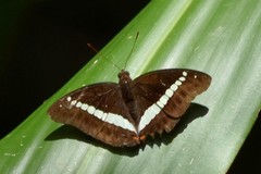 Euthalia recta