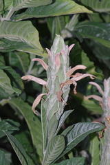 Metarungia galpinii
