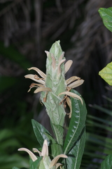 Metarungia galpinii