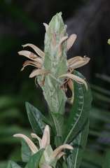 Metarungia galpinii