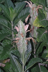 Metarungia galpinii