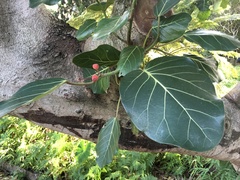 Ficus trichopoda
