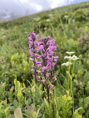 Pedicularis rostratospicata