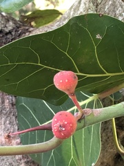 Ficus trichopoda