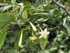 Coptosapelta diffusa