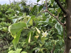 Coptosapelta diffusa