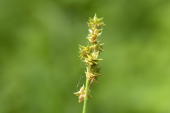 Carex aggregata